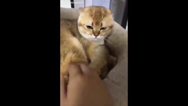 Cat vs Dog 4 hard to laugh