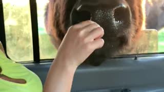 Hand Feeding a Buffalo