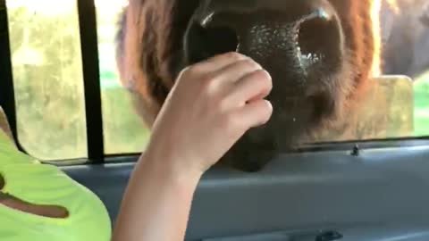 Hand Feeding a Buffalo