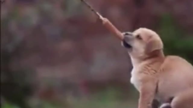 Jumping cute puppies Dog training #shorts #Puppies #dog #funny animals #dog playing