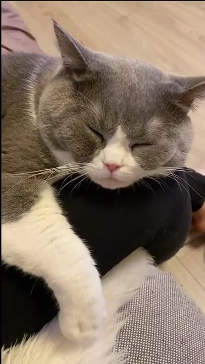 cat videos best cute baby cat 2049 💘videos compilation amazing cat funny