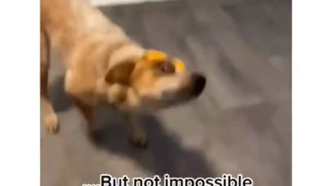 funny moments with dogs - funny dog videos