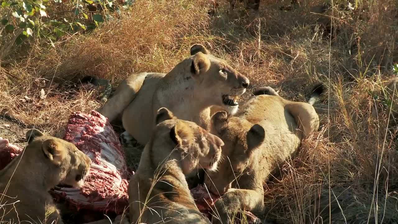 Lions Run Away From Food