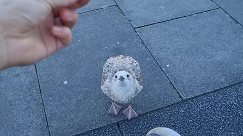 Hungry seagull