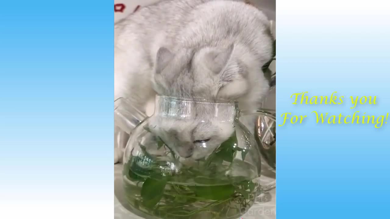 Funny Animals - Cute Cat/Dog Compilation