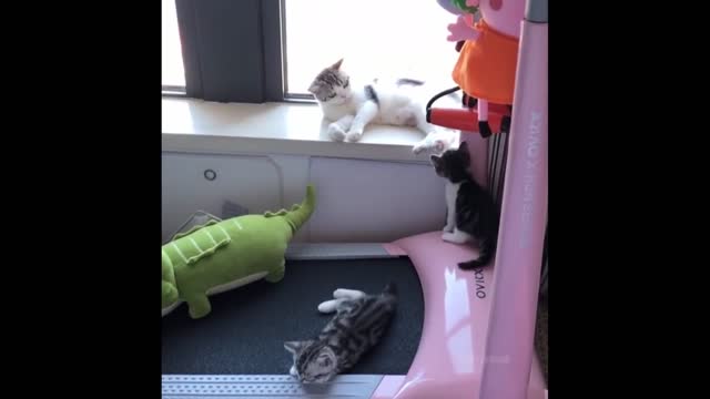 Being a cat is not boring.