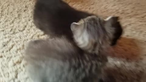 Kittens exploring for the first time