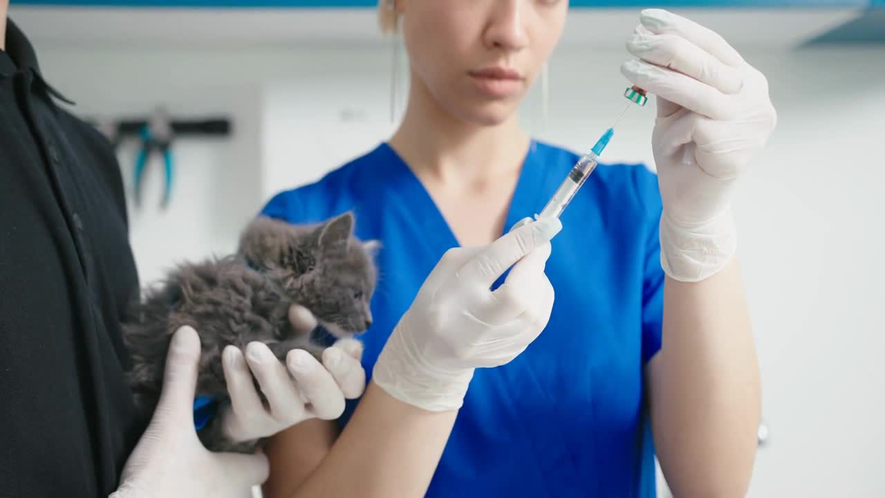 Veterinarian young woman prepares injection for kitten vaccine. Animal clinic vaccination