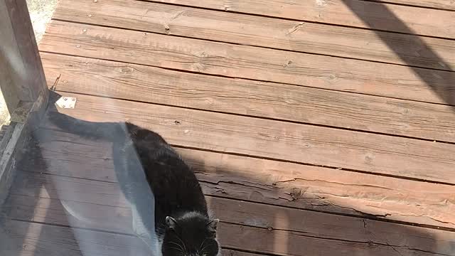 Meet my other cat
