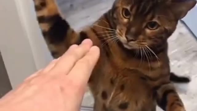 Animals video new 2022