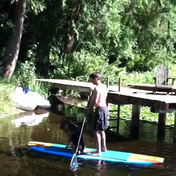A German Shepherd Pushes His Owner Off The Paddle-Board