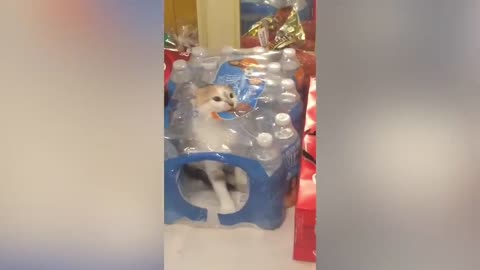 The Cat's Bad Taste