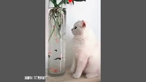 Cat's cute and adorable behavior / funny animal /