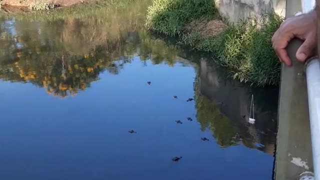 Gator Grabs Tourist's Tablet