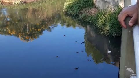 Gator Grabs Tourist's Tablet