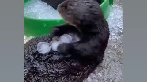 Soo cute 🥰 🤩