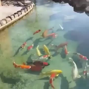 #Deepthofsea##fish#viral#shorts