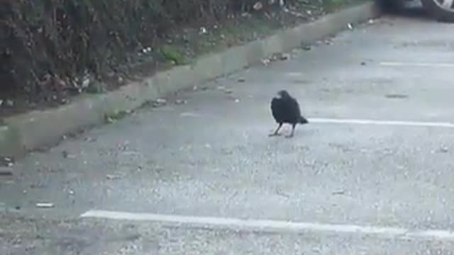 Crow hunts mouse trying to steal food