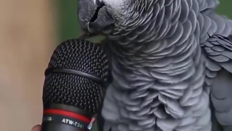 A very talented parrot, check it out by yourself