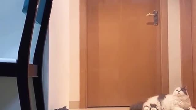 Do you know how high a kitten can jump?