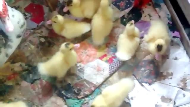 Litle cuty Ducks