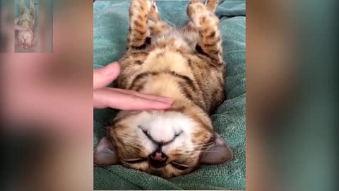 Touch the cat's chin