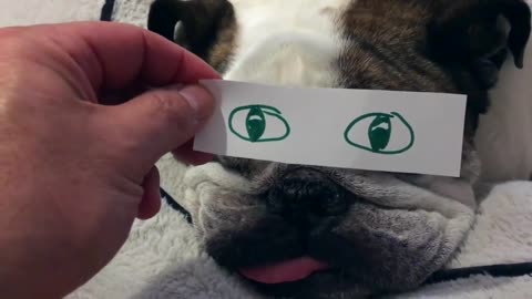 Funny animals, funny dogs fail try not to laugh
