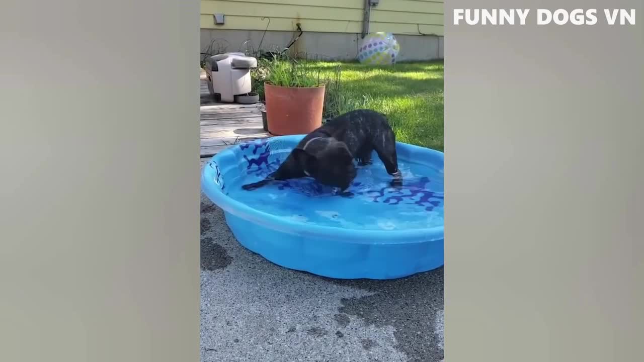 Dogs who love bathing and playing with water