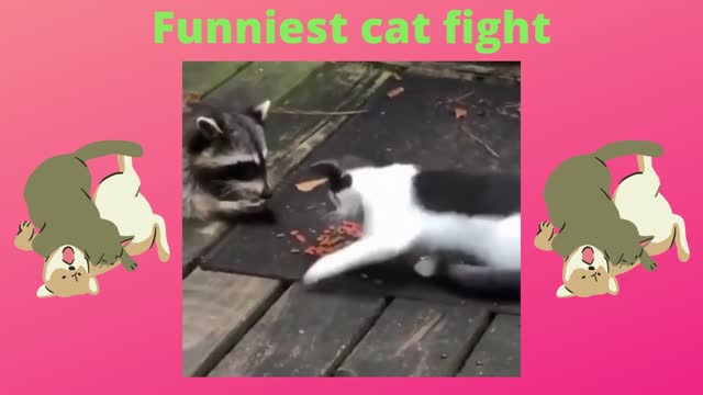 Funniest cat fights