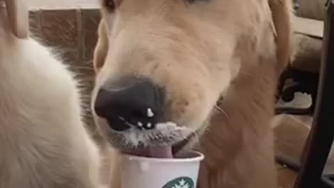 Doggie Love Starbucks