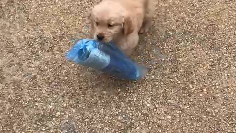 7 week Golden bringing the paper