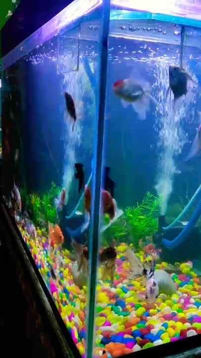 lovely Aquarium fish #Petlove #Petlover #Aquariumfish2021