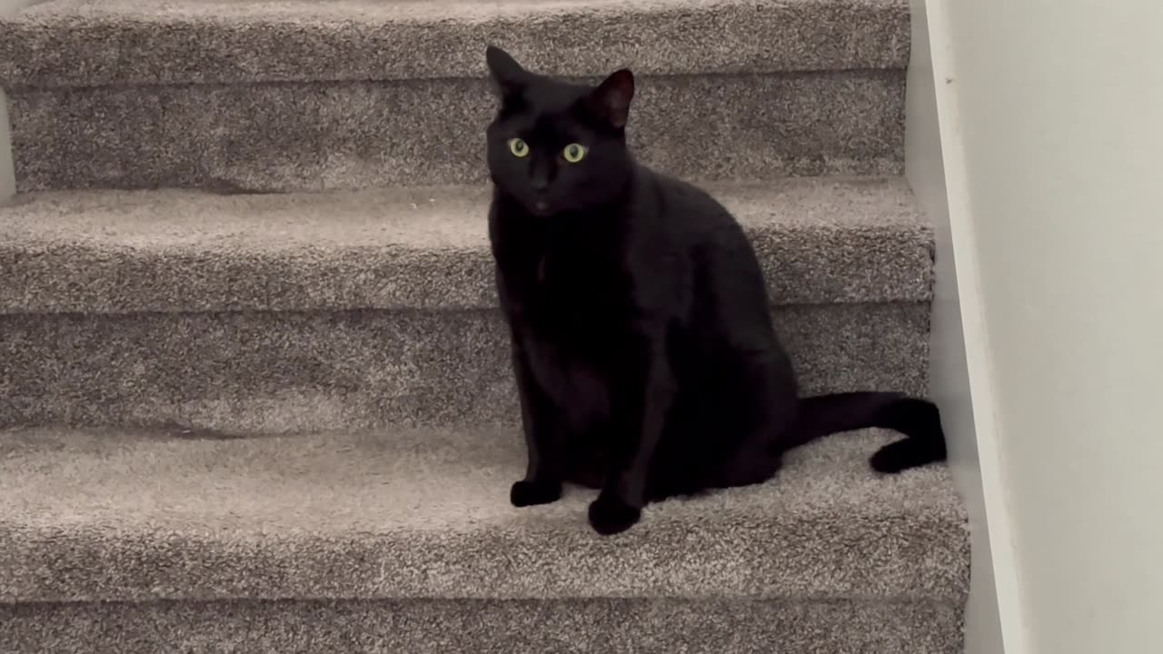 Adopting a Cat from a Shelter Vlog - Cute Precious Piper Maintains Her Guard Post