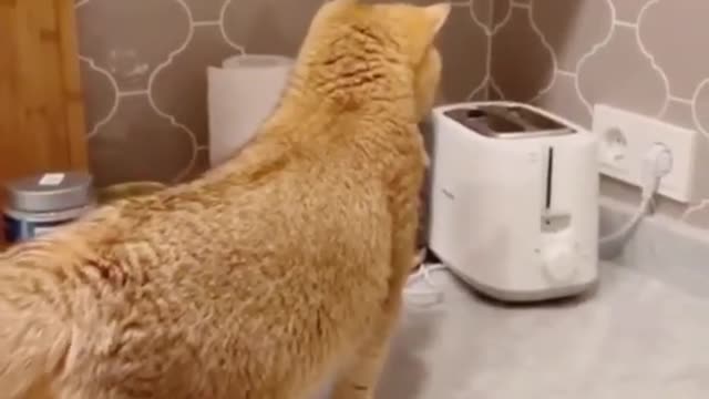 Funny cats videos to make your day