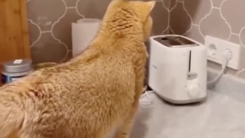 Funny cats videos to make your day