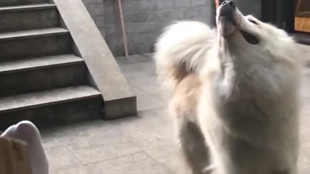 Puppies have the most adorable argument ever