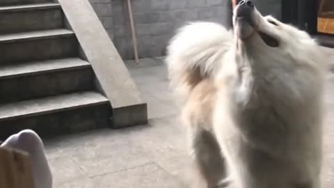 Puppies have the most adorable argument ever