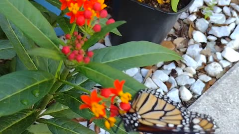 My monarchs sitting outside enjoying