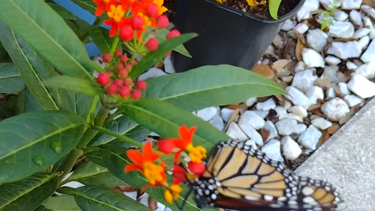 My monarchs sitting outside enjoying