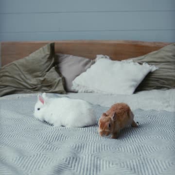 Tiny Bunnies opened their eyes 😍 / Two weeks after birth