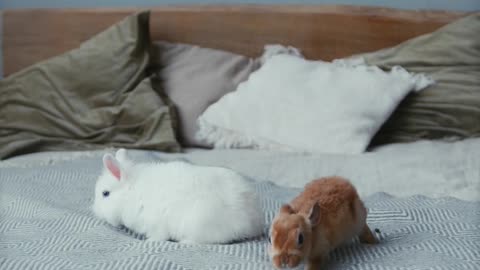 Tiny Bunnies opened their eyes 😍 / Two weeks after birth