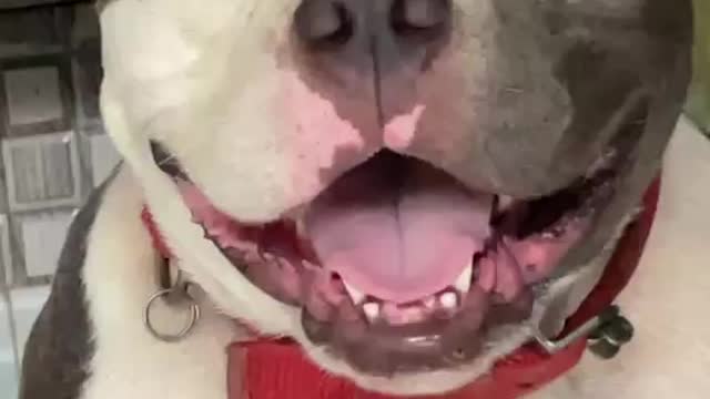 Tiny chihuahua puppy adorably teases sleepy American bulldog