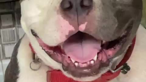 Tiny chihuahua puppy adorably teases sleepy American bulldog