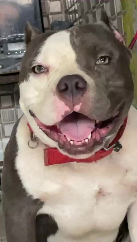 Tiny chihuahua puppy adorably teases sleepy American bulldog