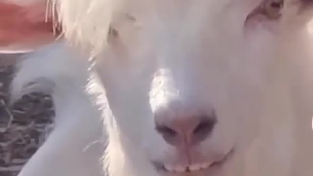 Girls' heart will melt if they see this handsome goat.