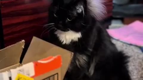 Amazing cat 🐈 trending video