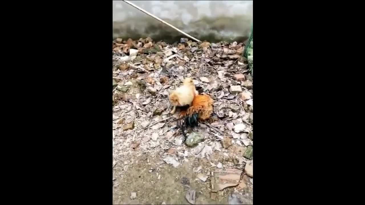 Cute fight