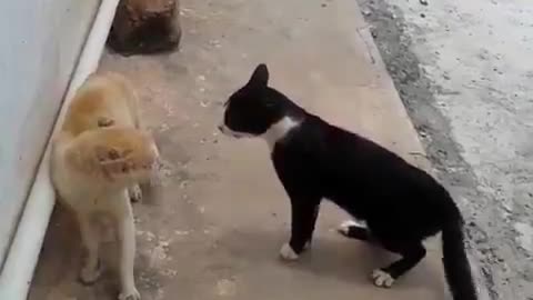 Cats' fighting