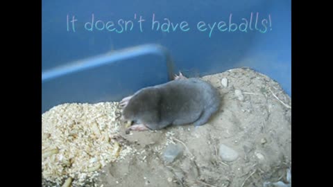 Funny Mole!