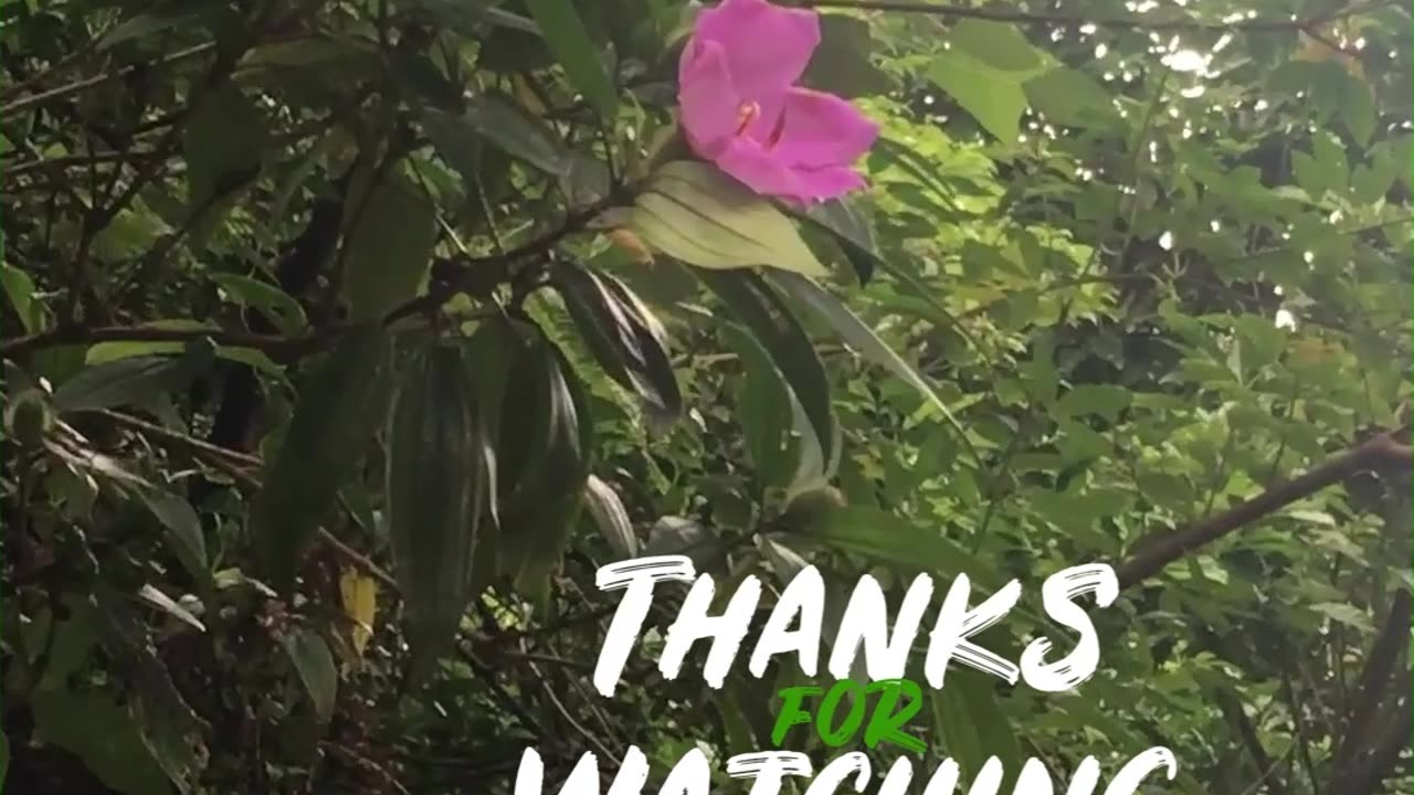 hiking trail wild flowers, butterfly & birds